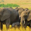 3-days-queen-elizabeth-national-park-safari-